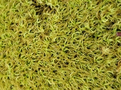 Tortella