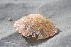 Ovalipes ocellatus