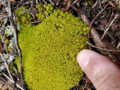 Tortella