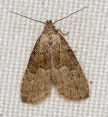 Hypenodes franclemonti