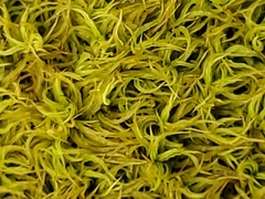 Tortella