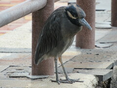 Nyctanassa violacea pauper