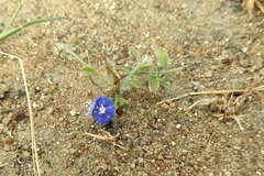 Evolvulus alsinoides