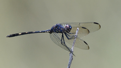 Dythemis