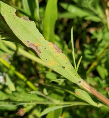Coleosporium