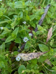 Stellaria aquatica