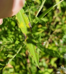 Coleosporium