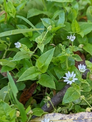 Stellaria aquatica