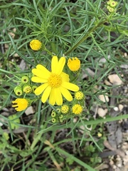 Senecio pinnatifolius