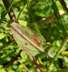 Coleosporium