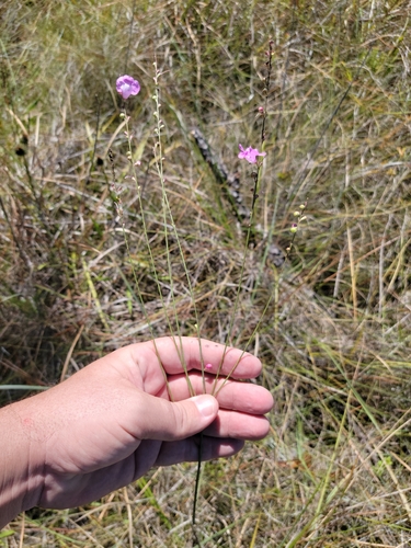 Image of Scaleleaf False Foxglove (Agalinis aphylla) by (c) Jay Horn, some rights reserved (CC BY)