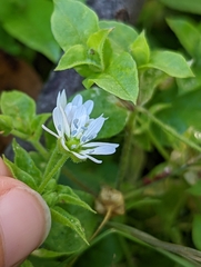 Stellaria aquatica