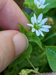 Stellaria aquatica