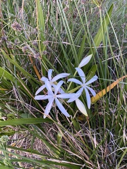 Crinum americanum