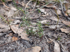 Laxmannia orientalis