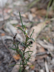 Laxmannia orientalis