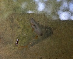 Continenticola