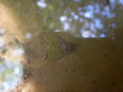 Continenticola