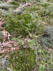 Crocanthemum canadense