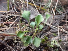 Viola cleistogamoides
