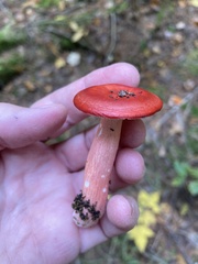 Russula paludosa