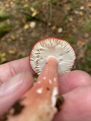 Russula paludosa