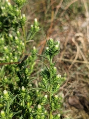 Symphyotrichum ciliatum