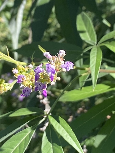 Vitex negundo