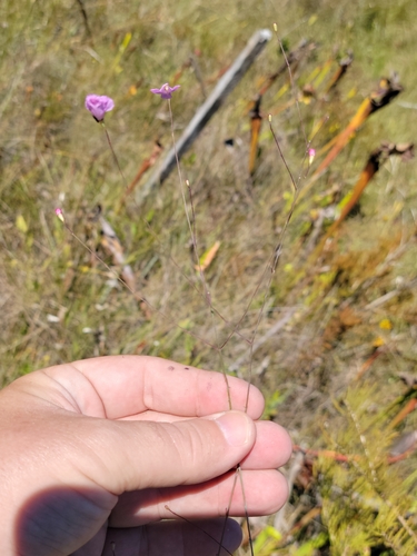 Image of Agalinis filicaulis by (c) Jay Horn, some rights reserved (CC BY)