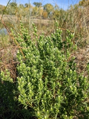 Symphyotrichum ciliatum
