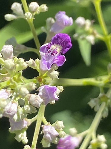 Vitex negundo