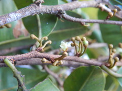 Chrysophyllum