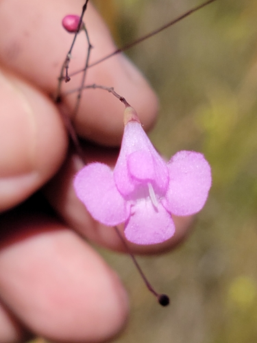 Image of Agalinis filicaulis by (c) Jay Horn, some rights reserved (CC BY)
