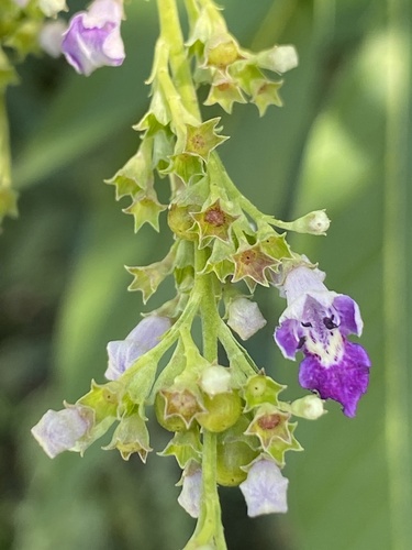 Vitex negundo
