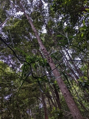 Flagellaria indica