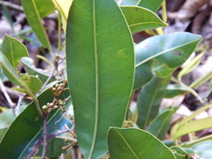 Chrysophyllum