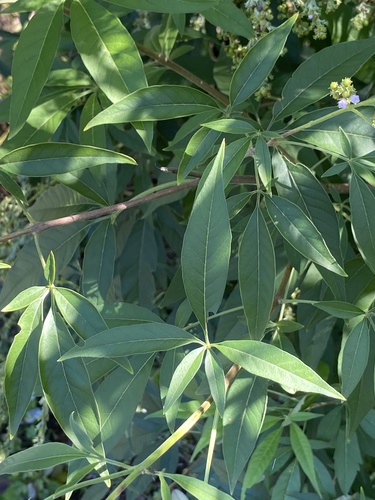 Vitex negundo