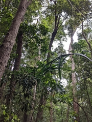 Flagellaria indica
