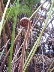 Lophosoria quadripinnata