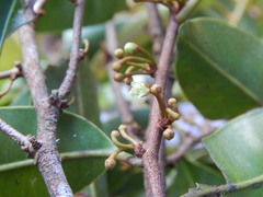 Chrysophyllum