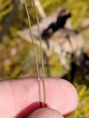 Image of Agalinis filicaulis by (c) Jay Horn, some rights reserved (CC BY)