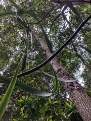 Flagellaria indica