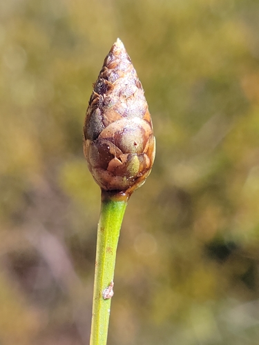 Image of Xyris scabrifolia by (c) Jay Horn, some rights reserved (CC BY)