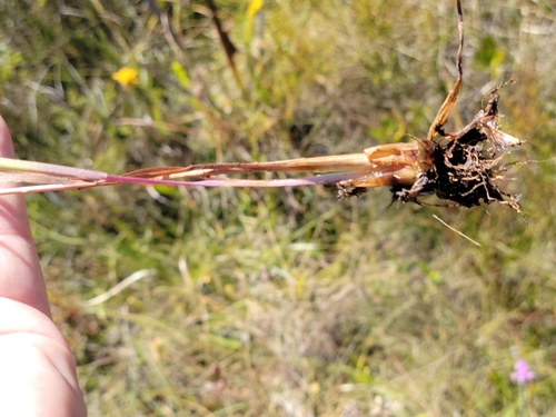 Image of Xyris scabrifolia by (c) Jay Horn, some rights reserved (CC BY)