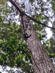 Flagellaria indica