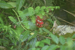 Costus spiralis