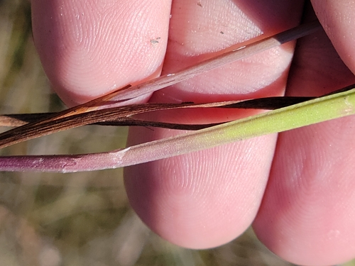 Image of Xyris scabrifolia by (c) Jay Horn, some rights reserved (CC BY)
