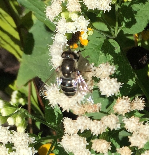 Black-shouldered Drone Fly photo 5