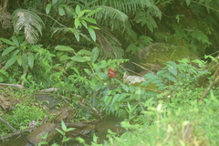 Costus spiralis