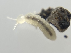 Folsomia candida